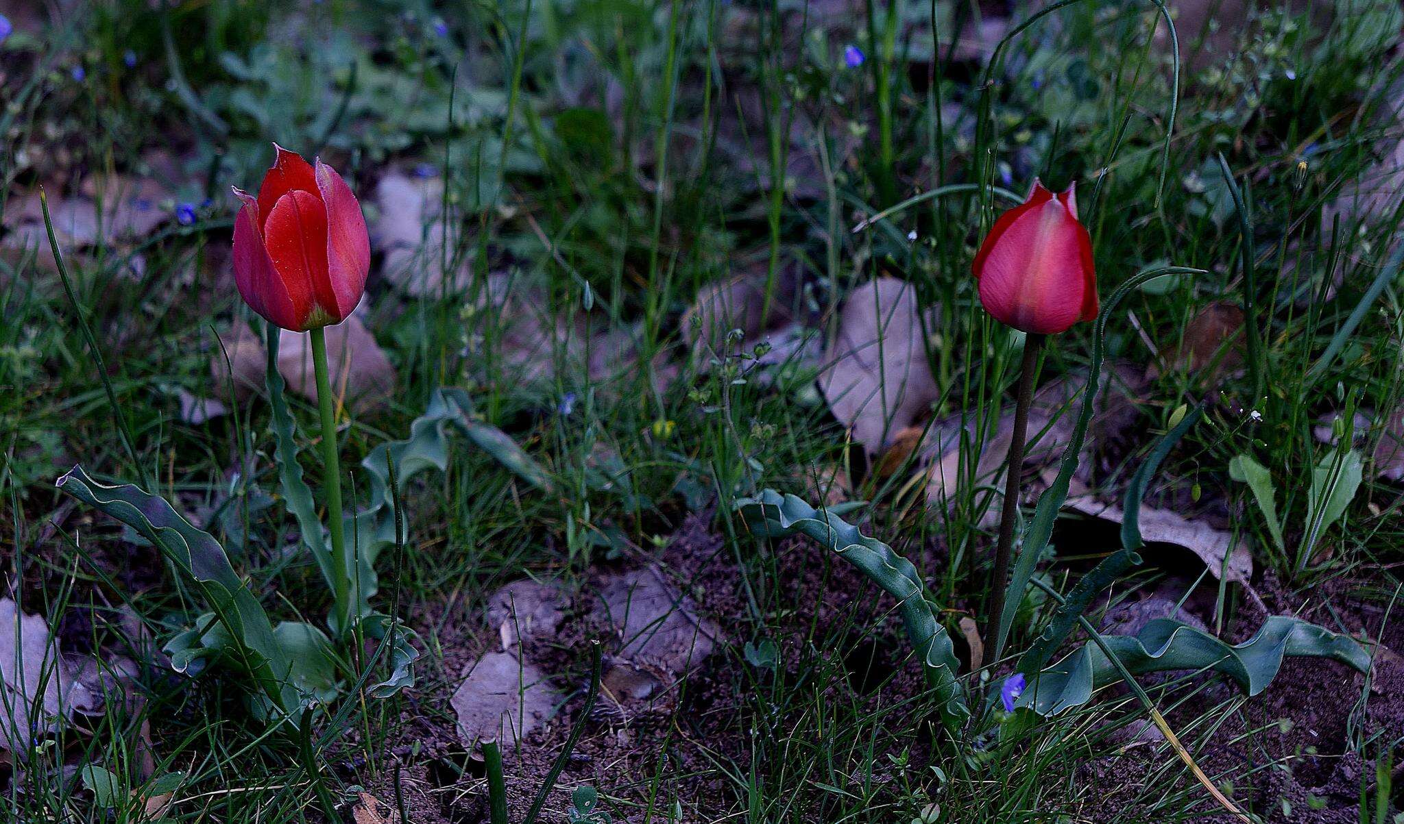 Image of Tulipa agenensis Redouté