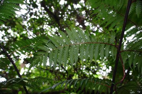 Image of Dicksonia thyrsopteroides Mett.