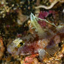 Image of Diminutive goby
