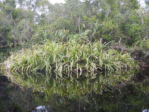 Image of Lauterbach's pandan