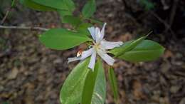 Image of Cratoxylum formosum subsp. formosum