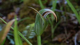 Image of Pterostylis irsoniana Hatch