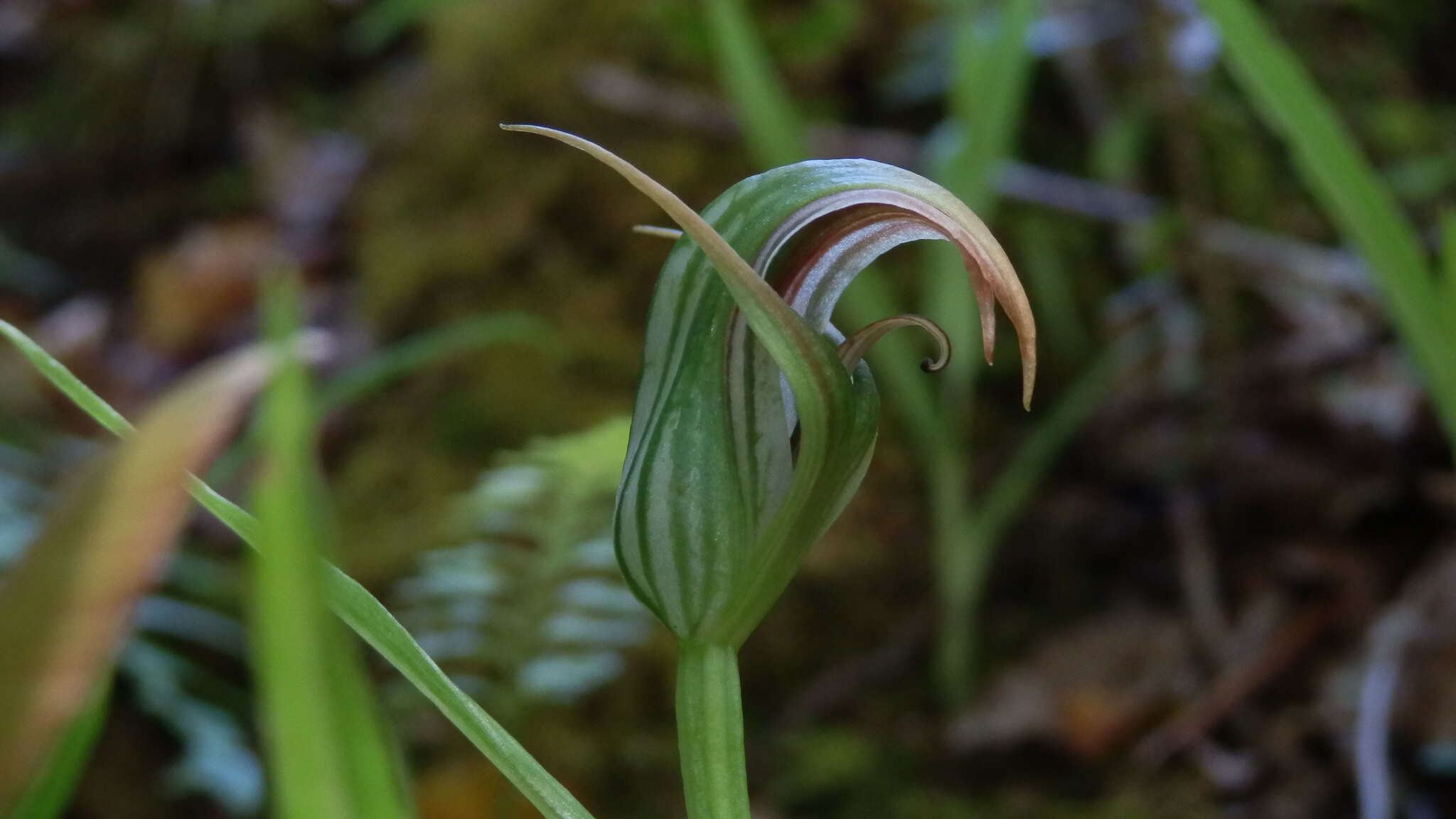 Image of Pterostylis irsoniana Hatch