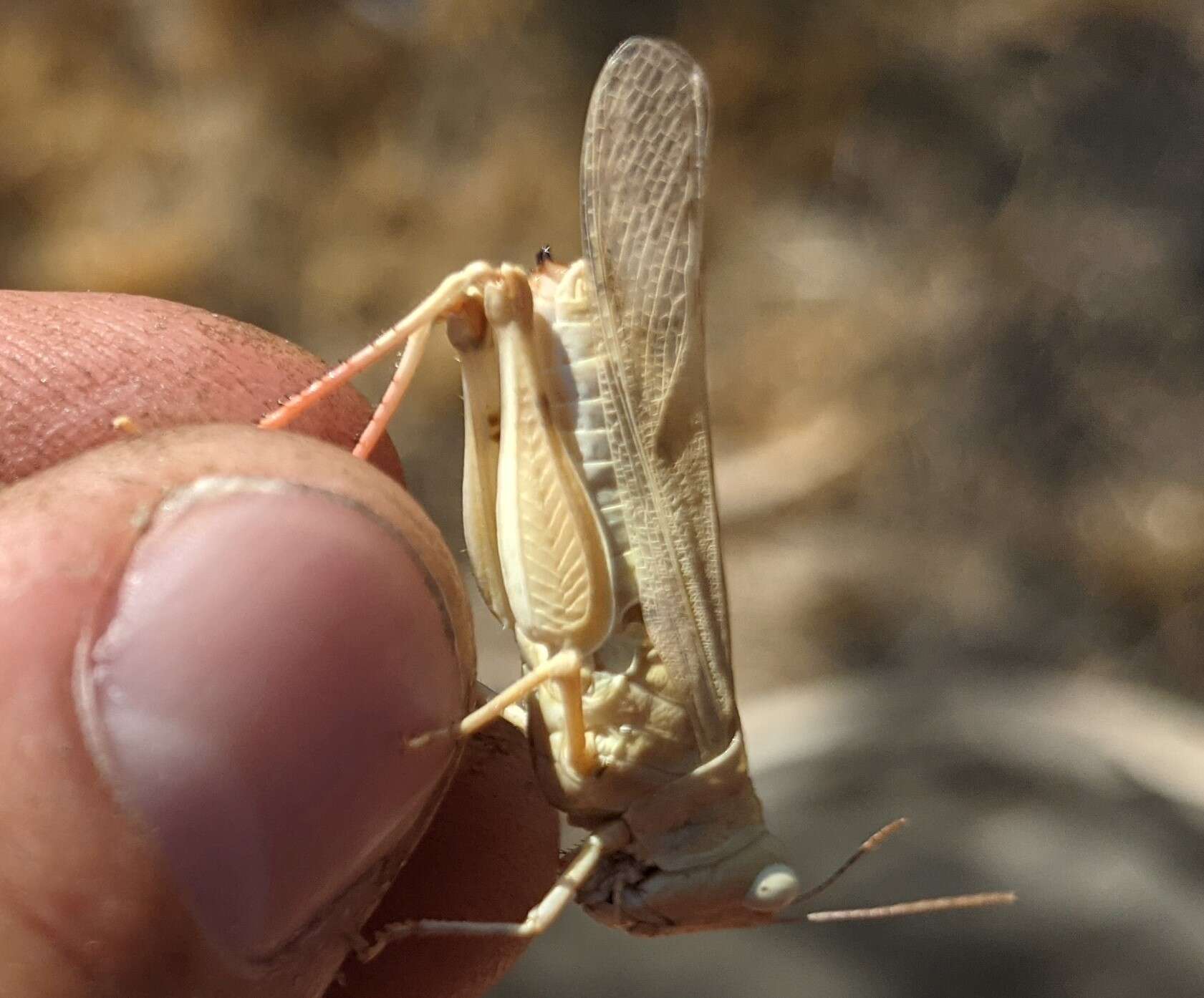 Trimerotropis titusi Caudell 1905 resmi