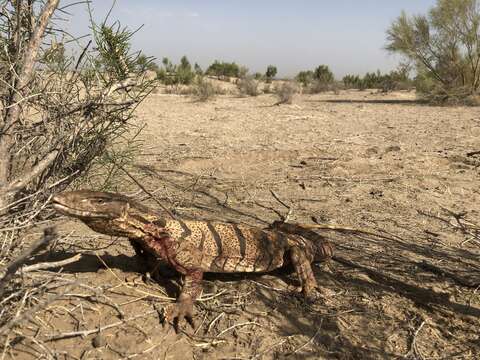 Слика од Varanus griseus caspius (Eichwald 1831)