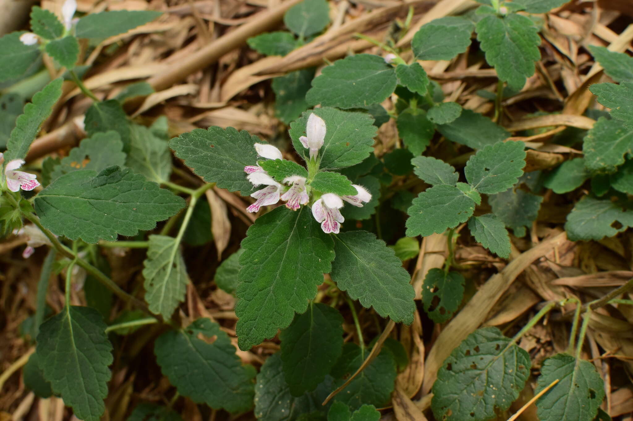 Matsumurella chinensis (Benth.) Bendiksby的圖片