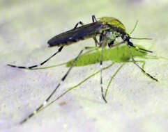 Image of Aedes nigromaculis (Ludlow 1906)