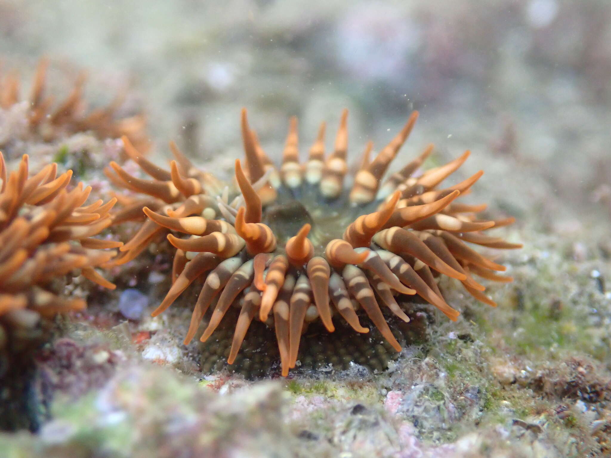 Image of Spheractis cheungae England 1992