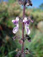 <i>Coleus hadiensis</i>的圖片