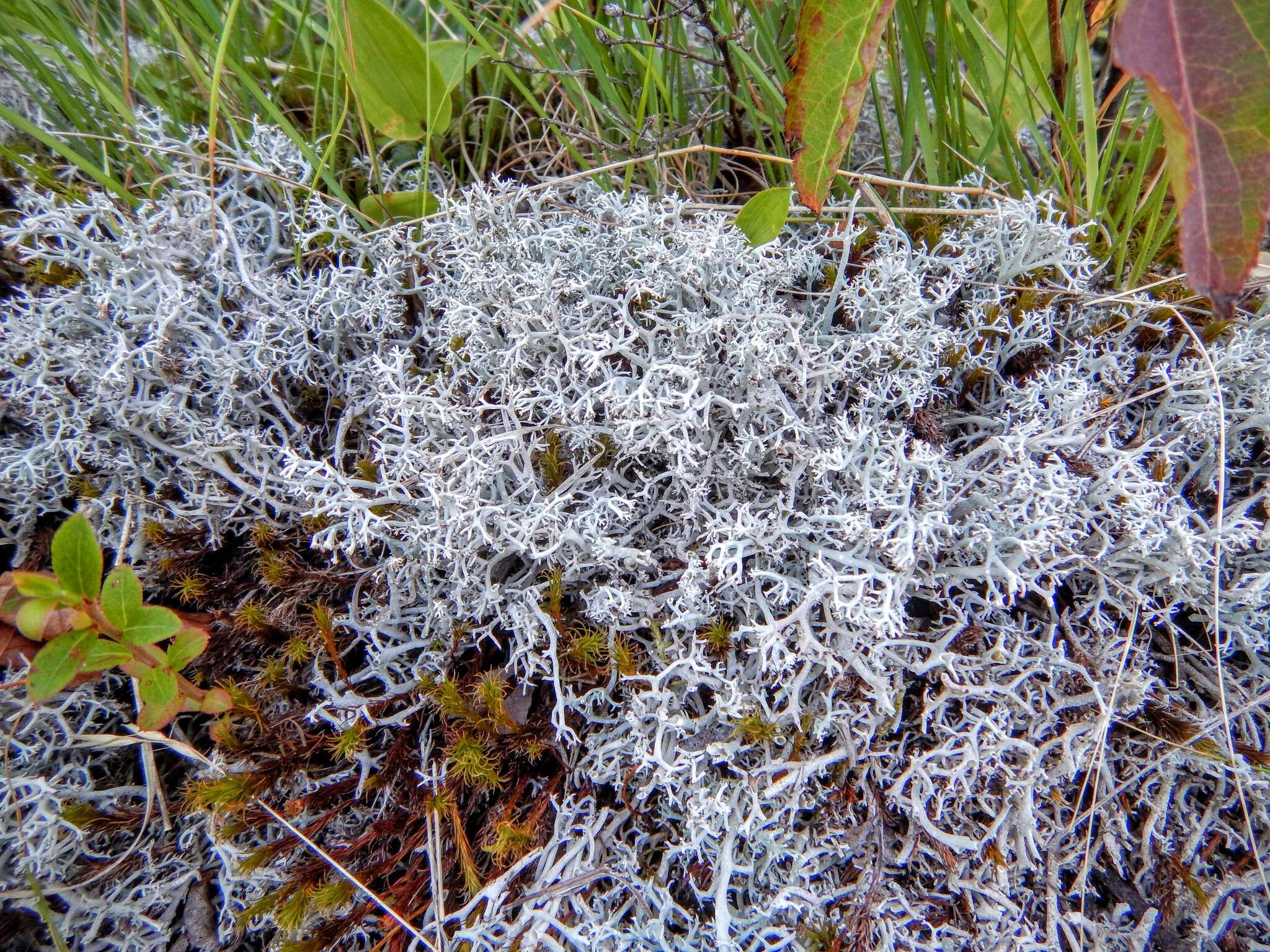 Image of Reindeer lichen