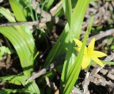 Image of Empodium veratrifolium (Willd.) M. F. Thomps.