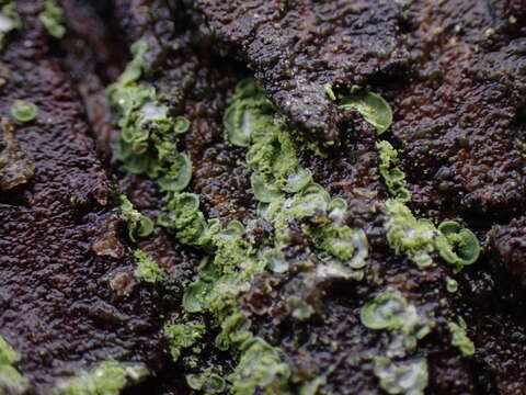 Image of Clam lichens