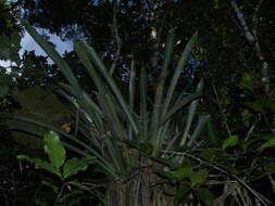 Image of West Indian livingvase