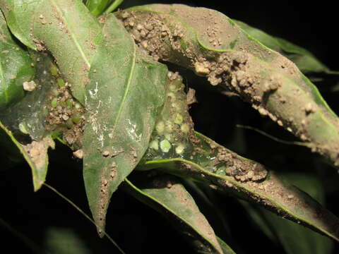 Image of painted-belly leaf frog