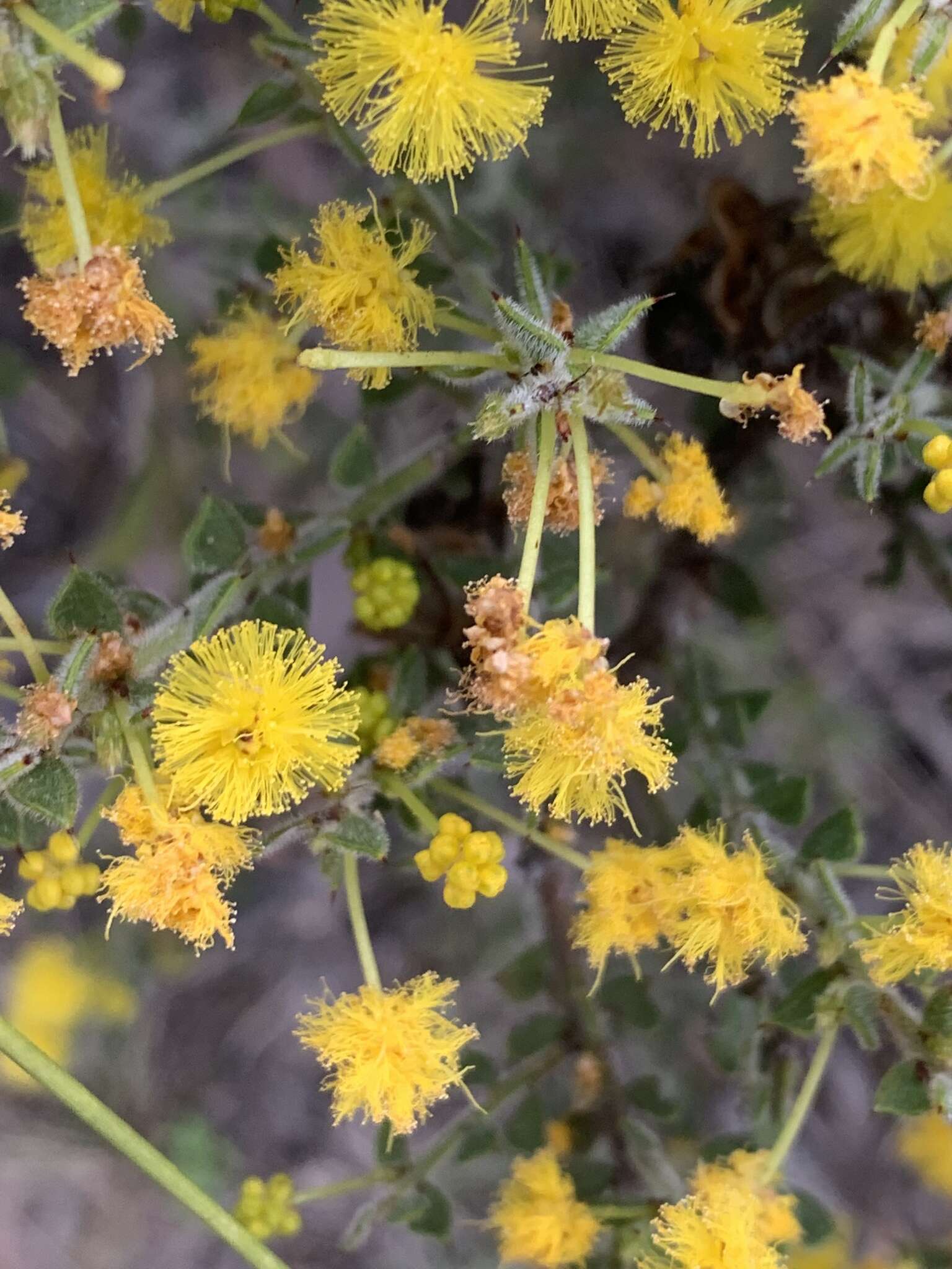 Image of Acacia pravifolia F. Muell.