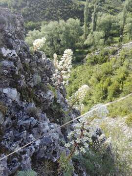 Image of Saxifraga longifolia Lapeyr.