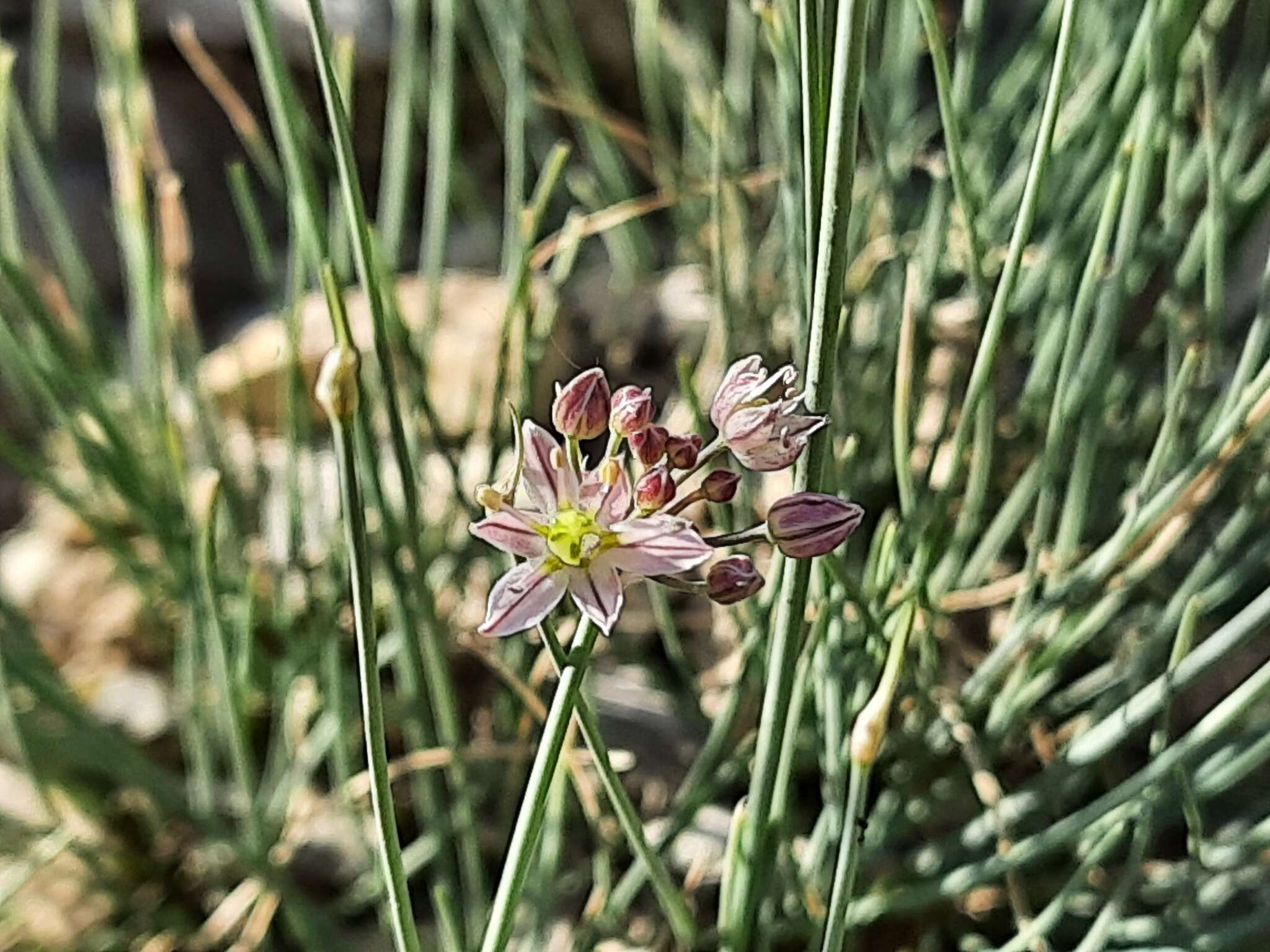 Image of Allium mirzajevii Tscholok.