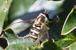 Eupeodes americanus (Wiedemann 1830)的圖片