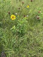 Image of slender rosinweed