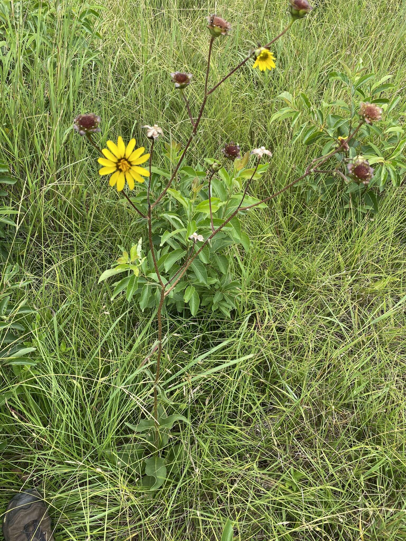 Image of slender rosinweed