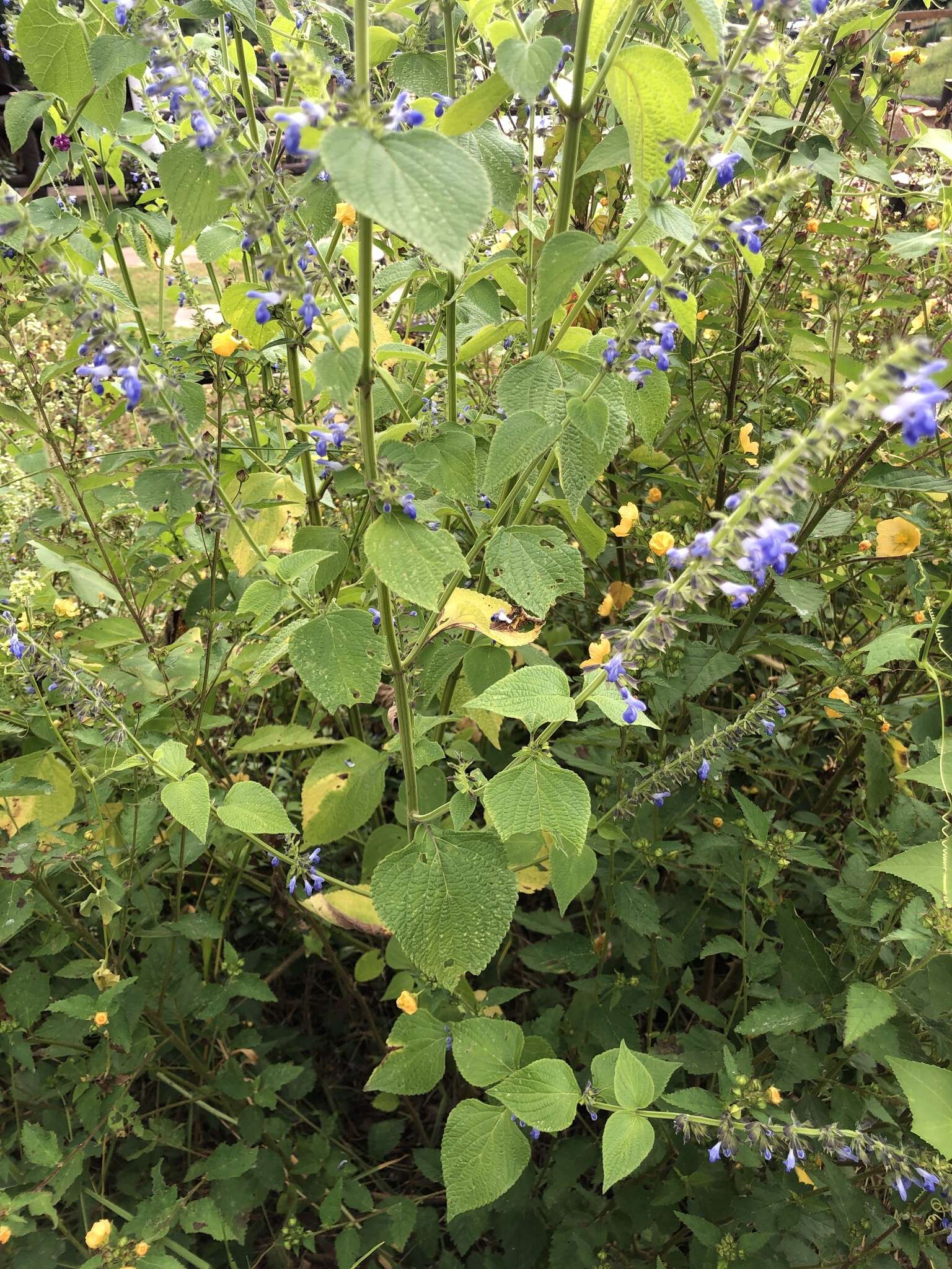 Image of Salvia longispicata M. Martens & Galeotti