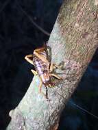 Image of Hemideina ricta Hutton 1896