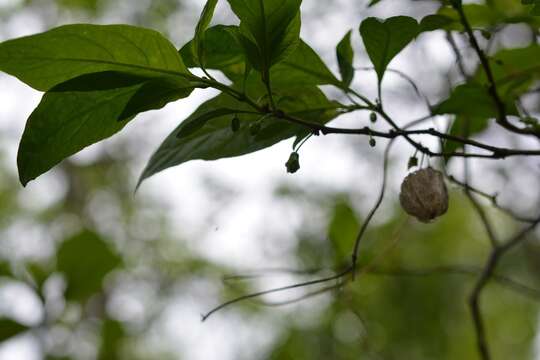 Image of Physalis campechiana L.