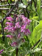 Image of Rocky Mountain Lousewort