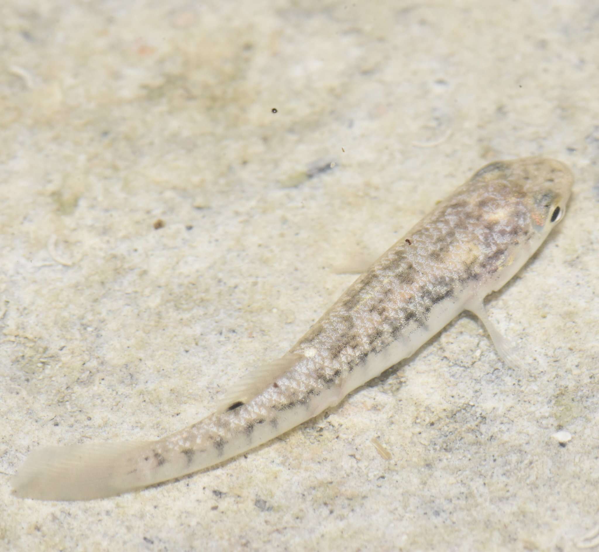 Image of Marsh killifish