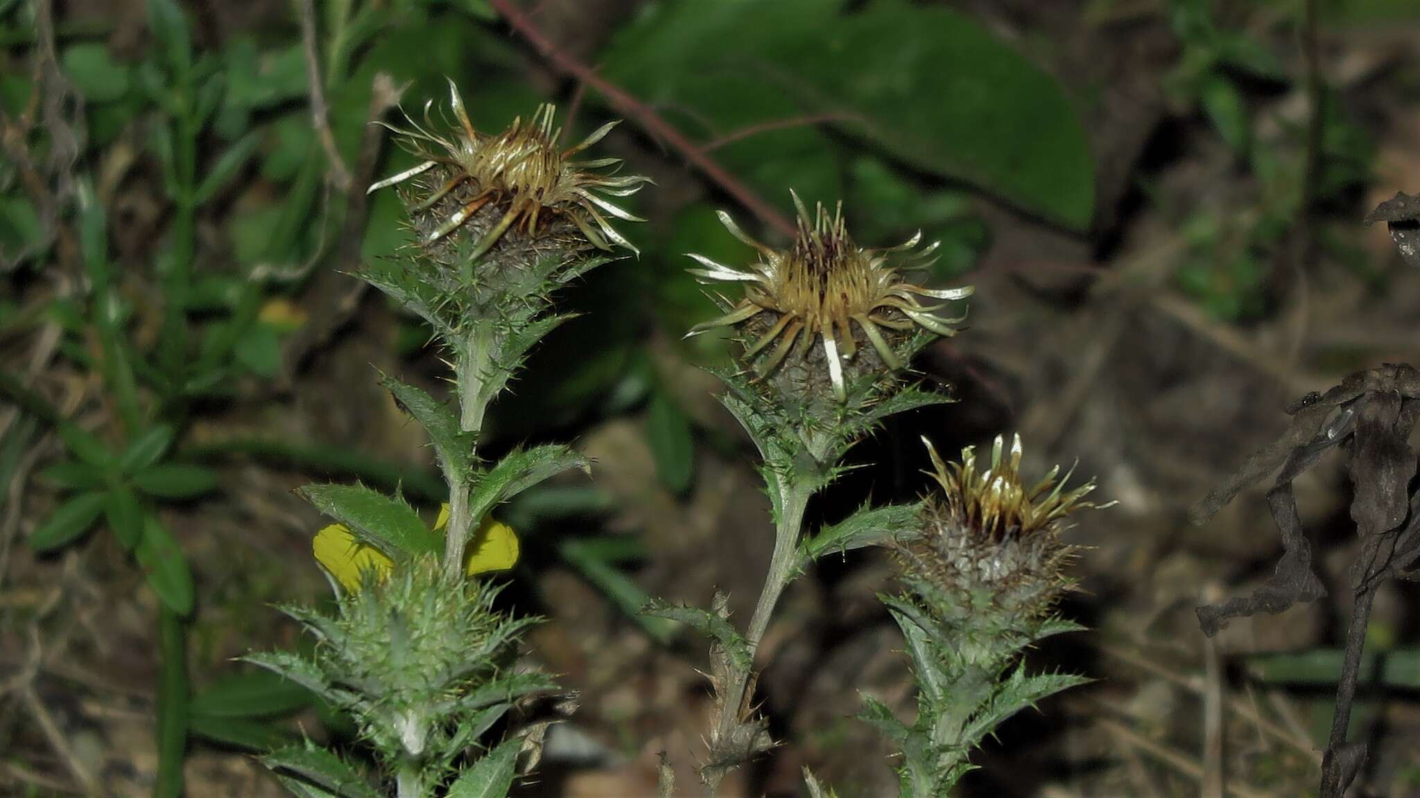 Image of Carlina biebersteinii subsp. brevibracteata (Andrae) K. Werner