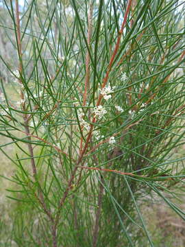 Image of Hakea actites W. R. Barker