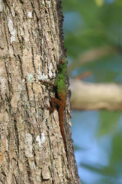 Sivun Anolis ignigularis Mertens 1939 kuva