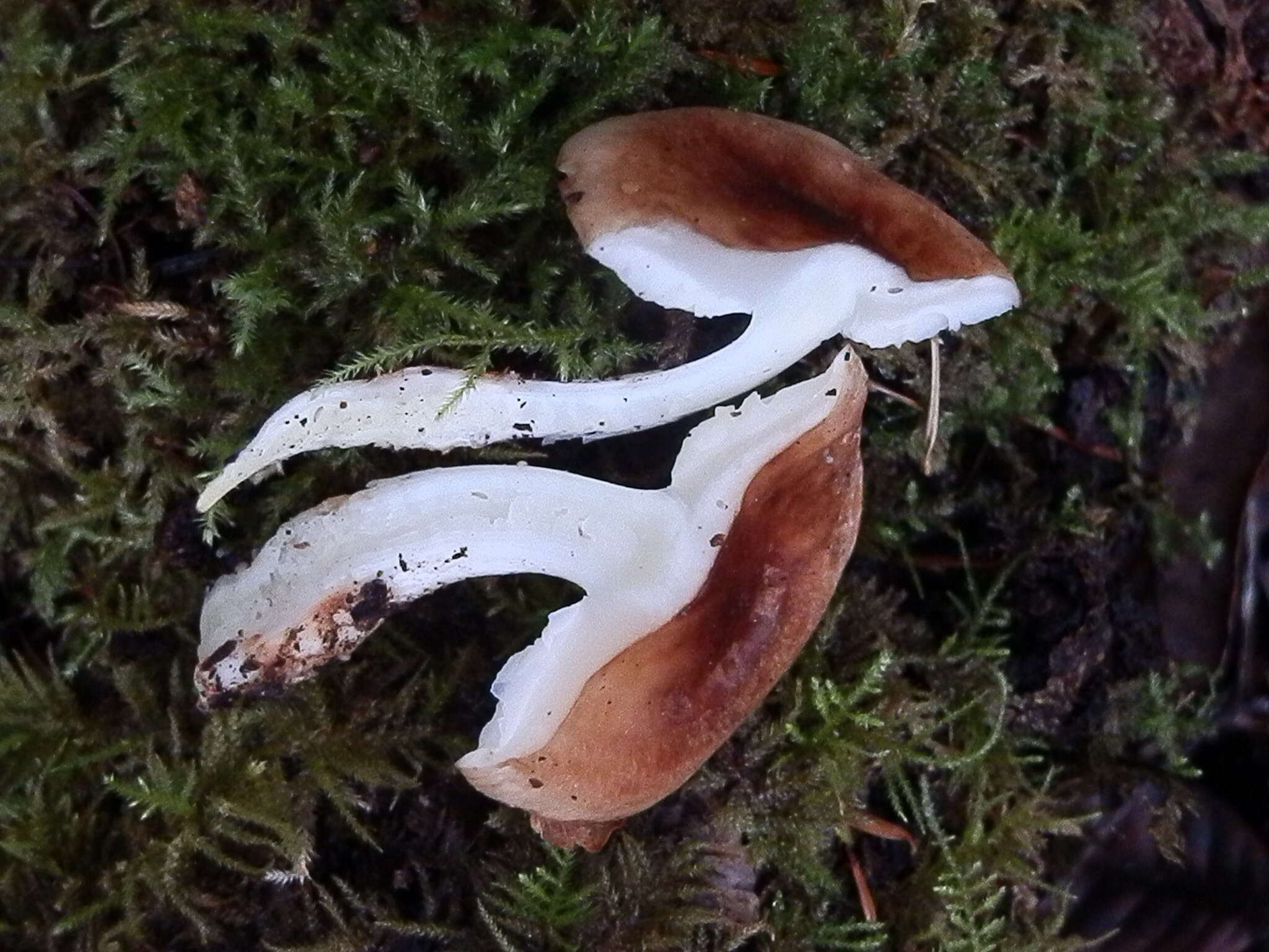 Image of Rhodocollybia oregonensis (A. H. Sm.) Lennox 1979