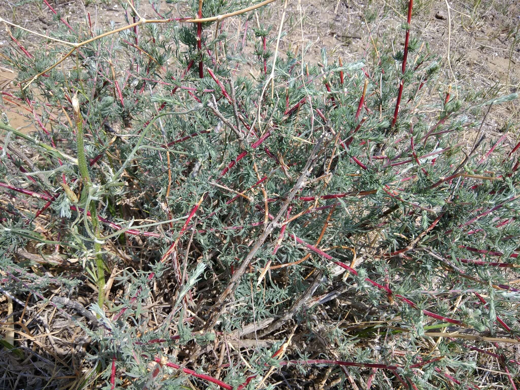 Image of forage kochia