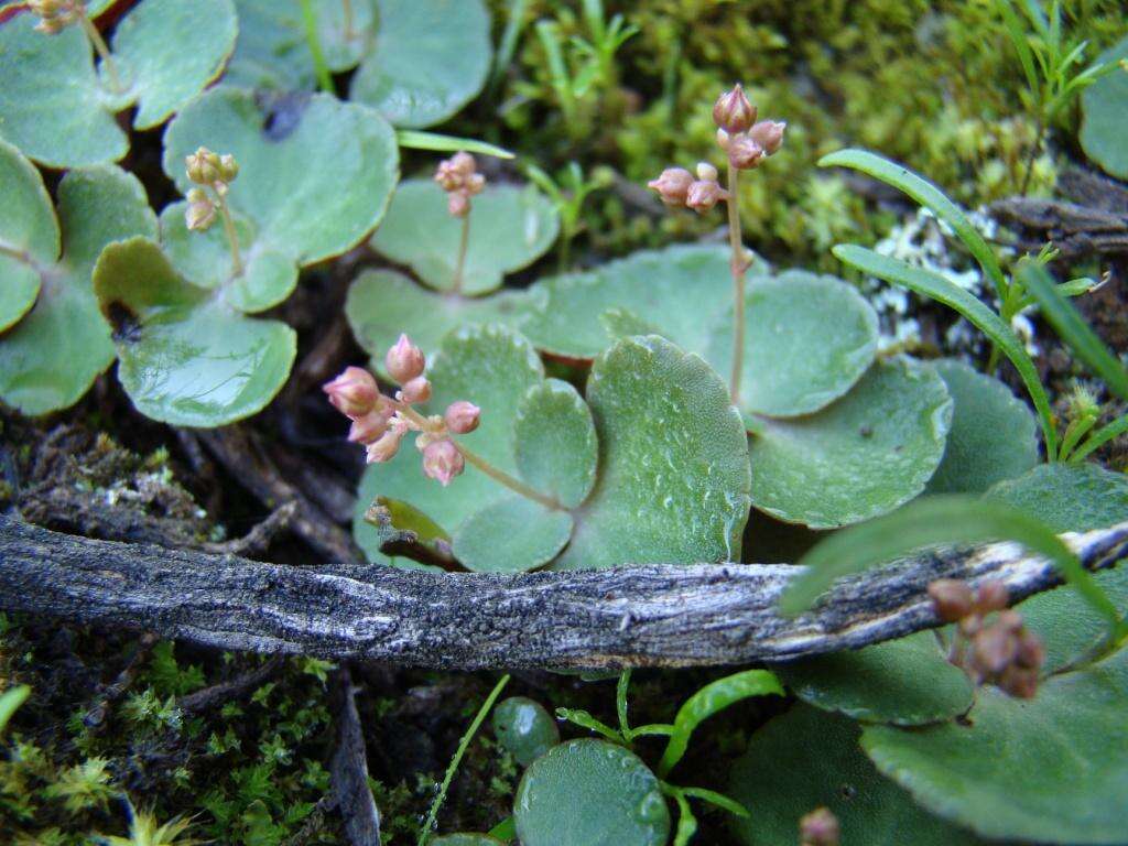 Image of Crassula umbella Jacq.