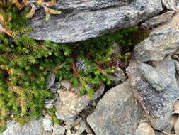 Image of Siberian spikemoss