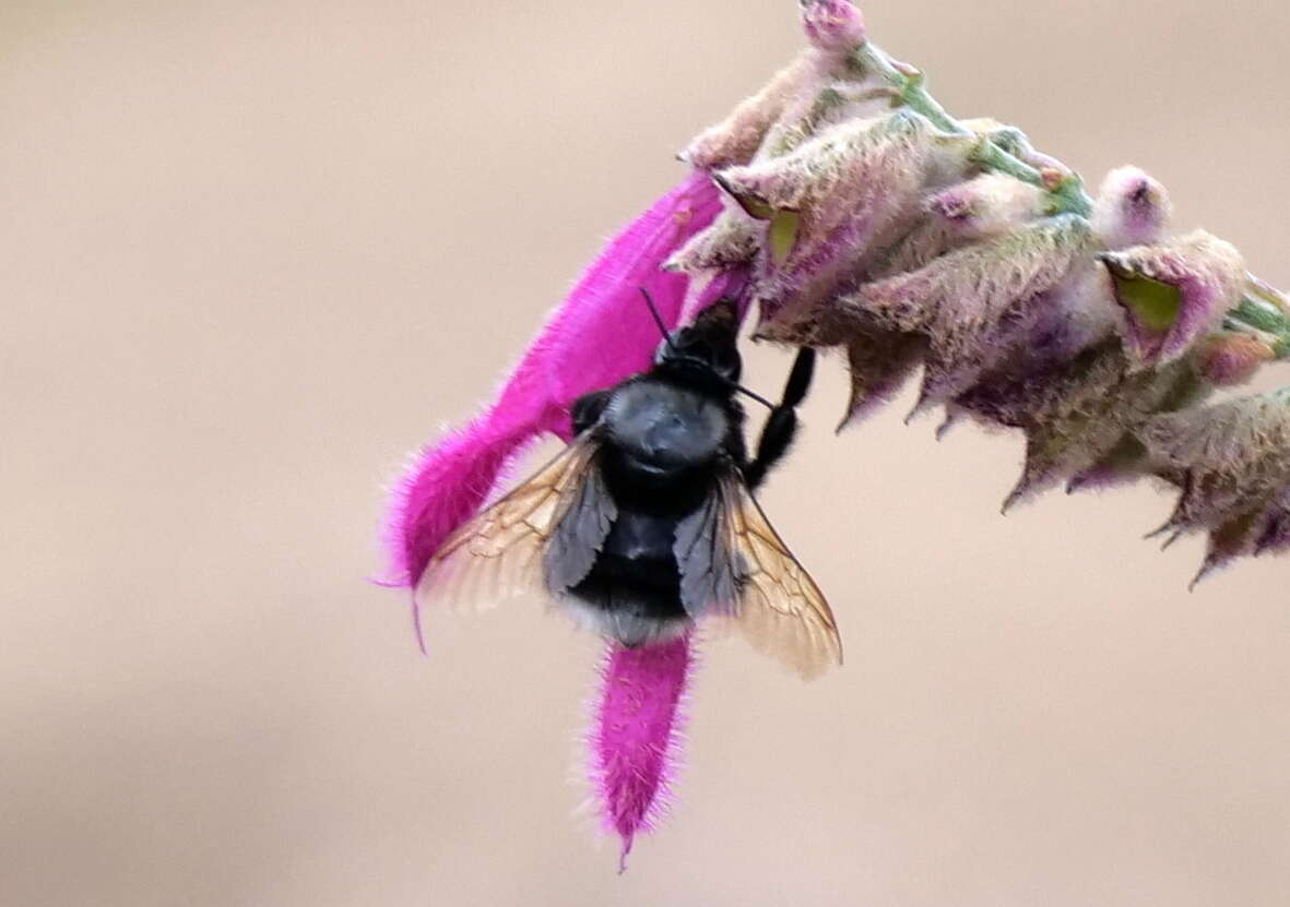 Image of Bombus funebris Smith 1854