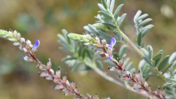 صورة Marina spiciformis (Rose) Barneby