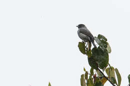 Image of Crested Cotingas