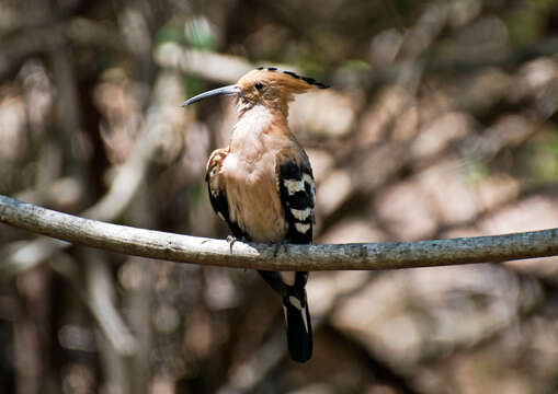 Image of Madagascan Hoopoe