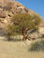 Imagem de Commiphora glaucescens Engl.