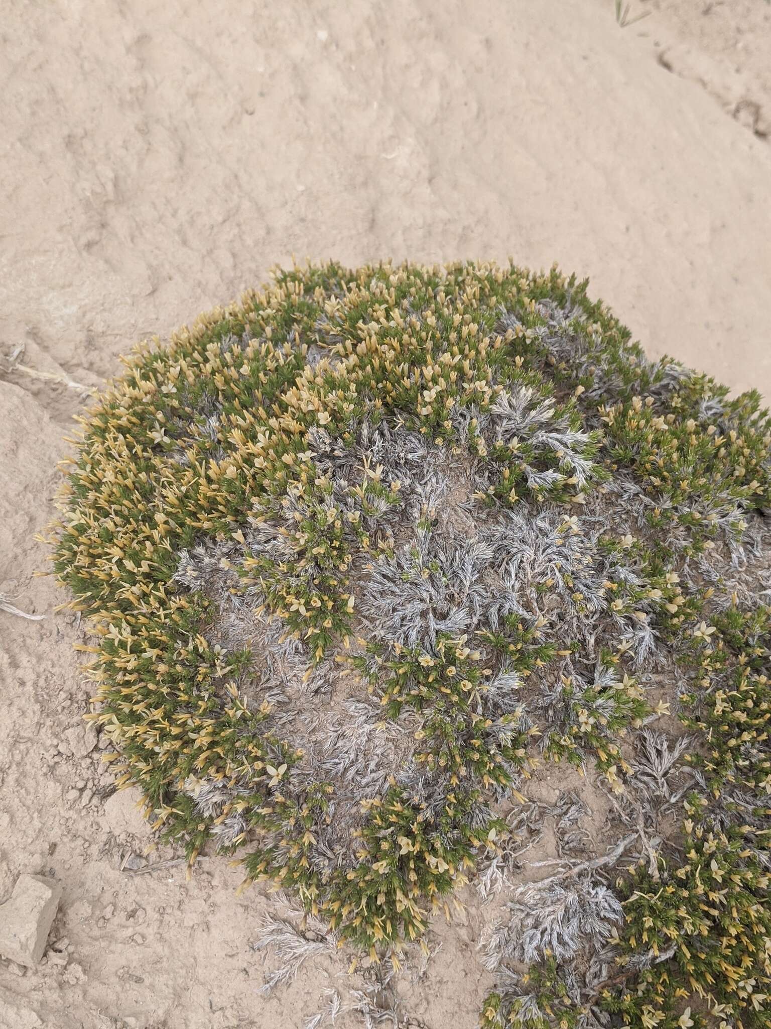 Image of mat prickly phlox