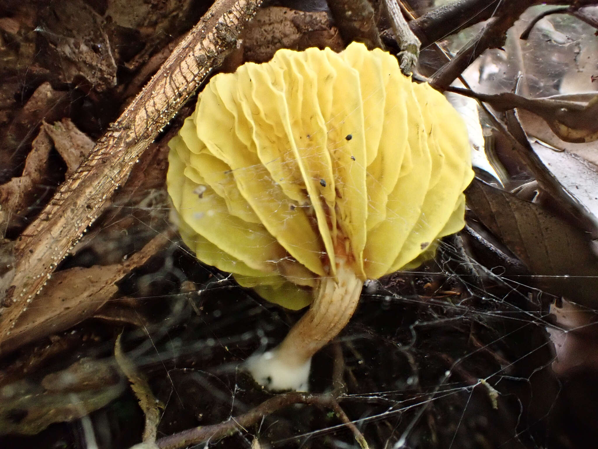 Image of Phylloporus bellus (Massee) Corner 1971