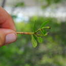Image of Tabebuia myrtifolia (Griseb.) Britt.