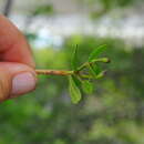 صورة Tabebuia myrtifolia (Griseb.) Britt.