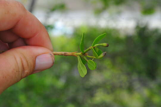 Image of Tabebuia myrtifolia (Griseb.) Britt.