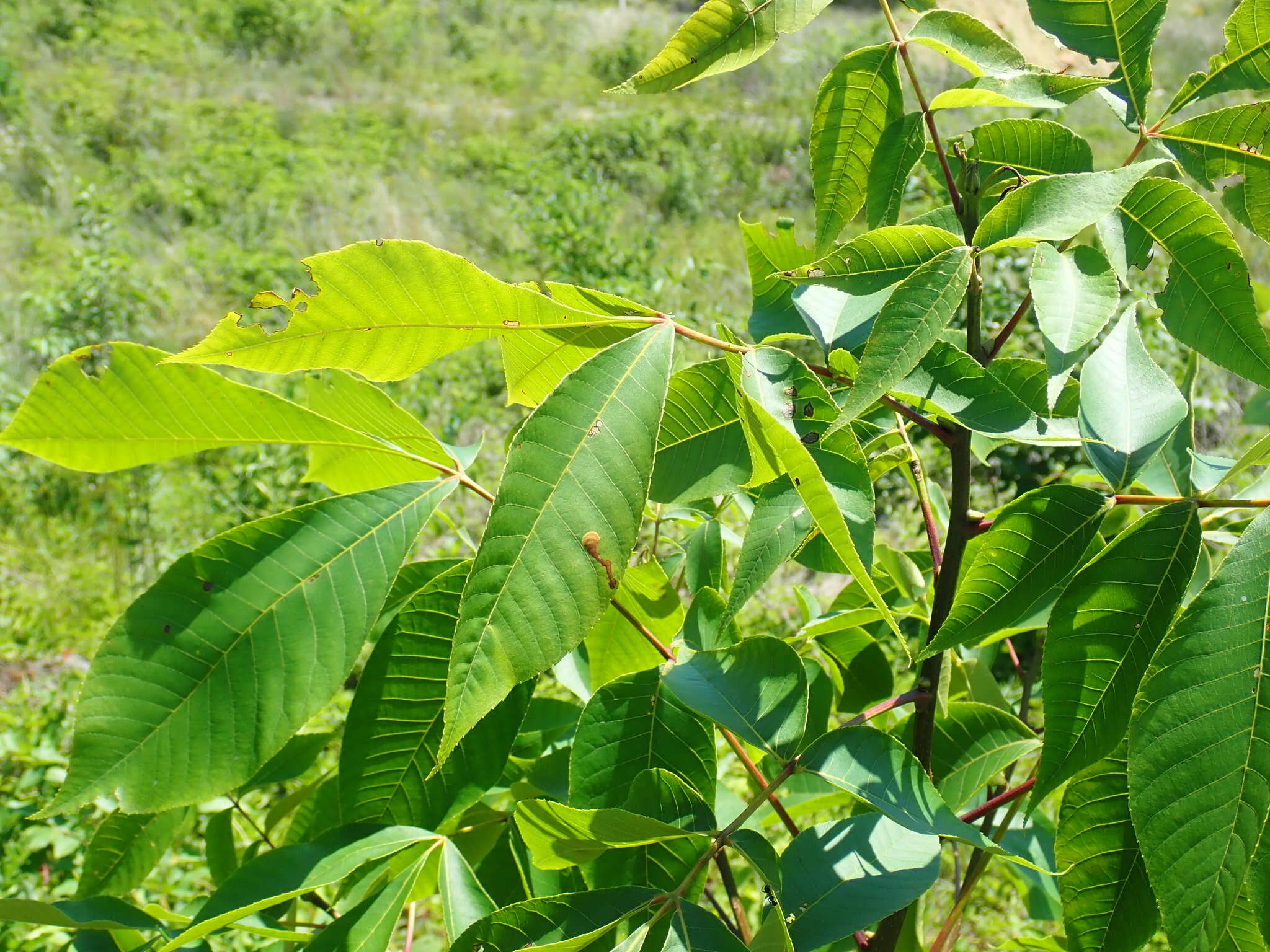 Image of Pecan Leafminer