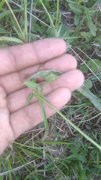 Image of creeping spotflower