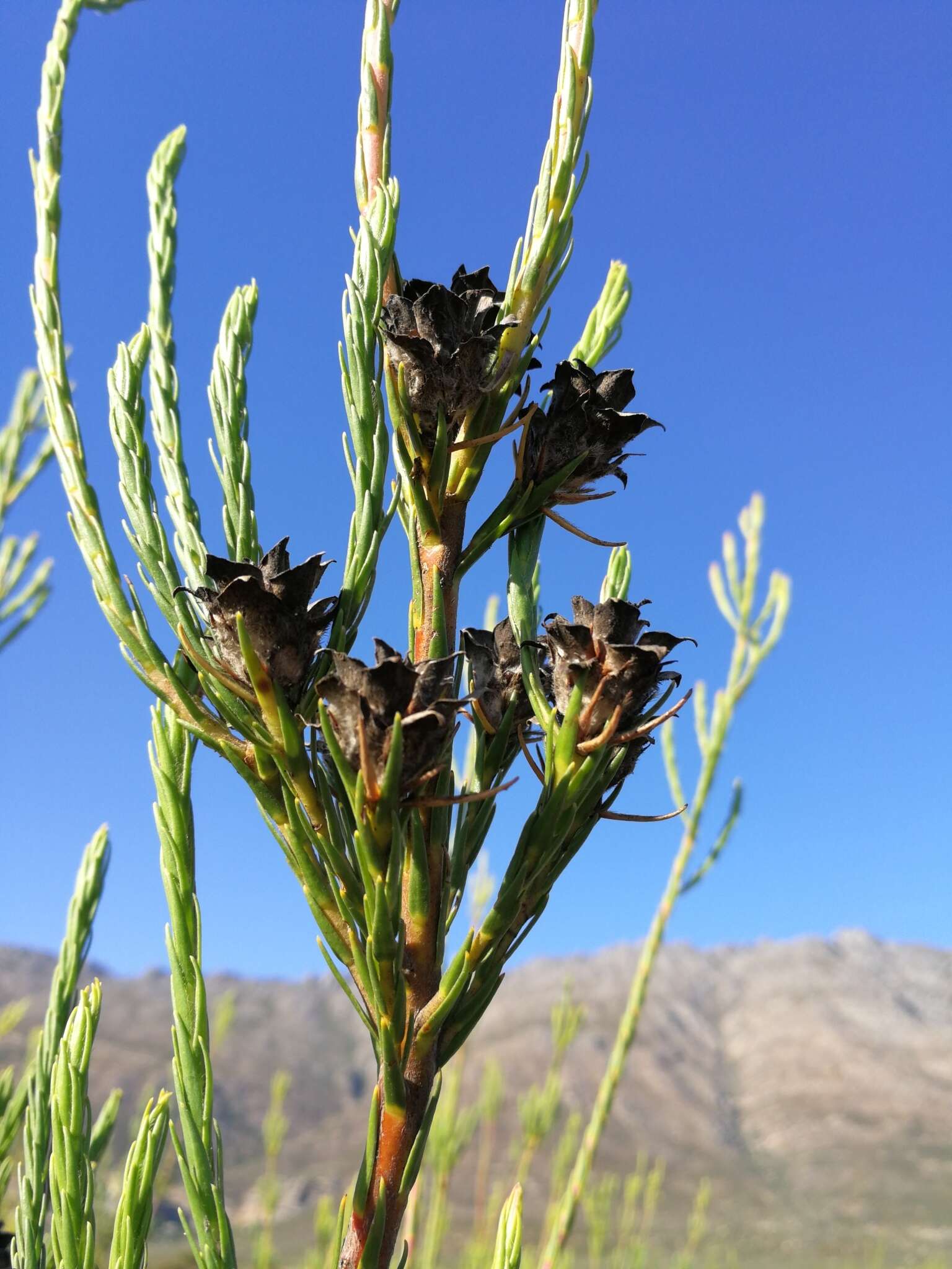 Image of Leucadendron corymbosum Berg.