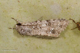 Image of Acronicta pruinosa Guenée 1852